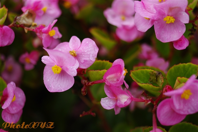 道端の花たち（南魚沼市）_f0201585_18524387.jpg