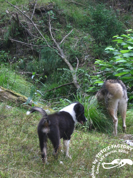 山犬達と歩く　４　　主に宴（おい）_a0034287_1035552.jpg