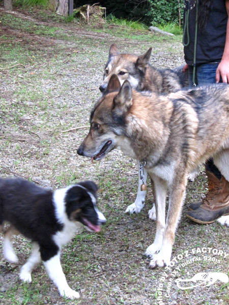 山犬達と歩く　４　　主に宴（おい）_a0034287_1045320.jpg