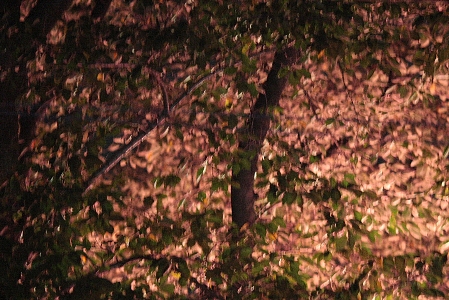 d0133693_3164859.jpg