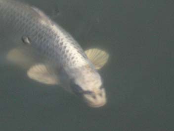 e0140496_9584543.jpg