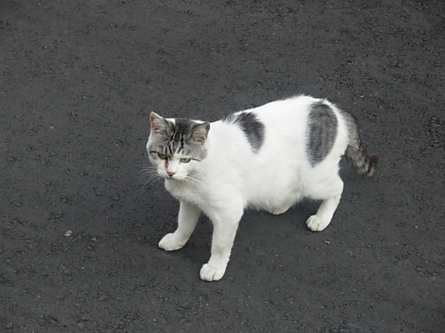 向島ねこ　＃２_a0126504_2221470.jpg