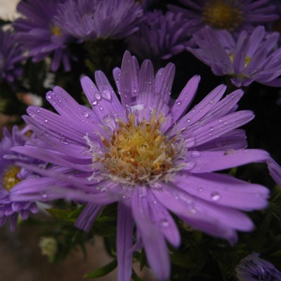 c0026612_8375791.jpg