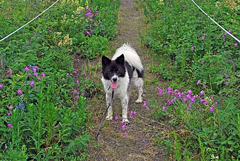 ワッカ原生花園　その１_a0094015_756466.jpg