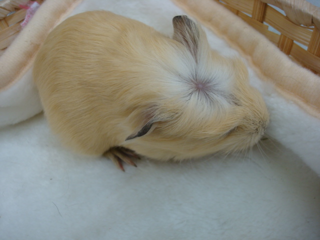 レアなモルモット_f0189122_11333392.jpg