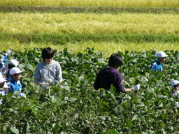 服間小学校の子供達が自分たちの蒔いた大豆畑の草取りと枝豆の収穫を体験しました_e0061225_15505918.jpg