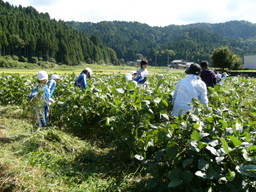 服間小学校の子供達が自分たちの蒔いた大豆畑の草取りと枝豆の収穫を体験しました_e0061225_15511227.jpg