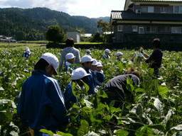服間小学校の子供達が自分たちの蒔いた大豆畑の草取りと枝豆の収穫を体験しました_e0061225_155126100.jpg