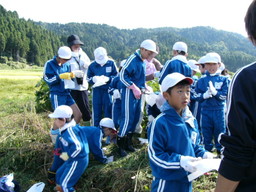 服間小学校の子供達が自分たちの蒔いた大豆畑の草取りと枝豆の収穫を体験しました_e0061225_15514928.jpg