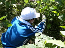 服間小学校の子供達が自分たちの蒔いた大豆畑の草取りと枝豆の収穫を体験しました_e0061225_15531693.jpg