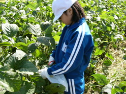 服間小学校の子供達が自分たちの蒔いた大豆畑の草取りと枝豆の収穫を体験しました_e0061225_15533793.jpg
