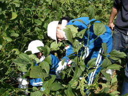 服間小学校の子供達が自分たちの蒔いた大豆畑の草取りと枝豆の収穫を体験しました_e0061225_1554120.jpg