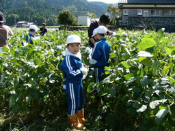 服間小学校の子供達が自分たちの蒔いた大豆畑の草取りと枝豆の収穫を体験しました_e0061225_15551533.jpg