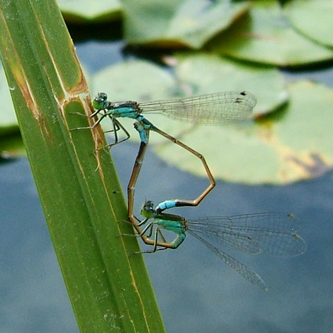 e0089232_1636431.jpg