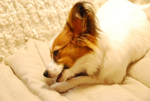 犬のごはんと体質_c0099133_10464193.jpg