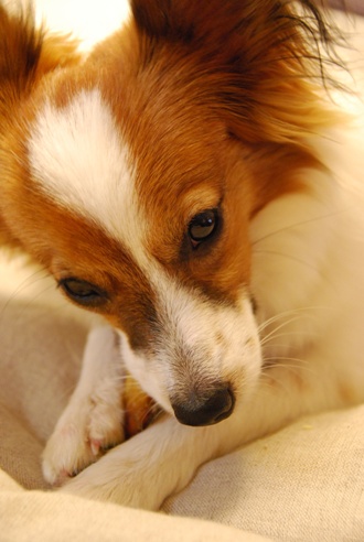 犬のごはんと体質_c0099133_10471216.jpg