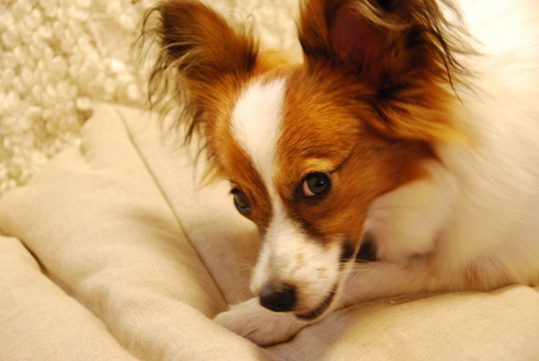 犬のごはんと体質_c0099133_10473594.jpg