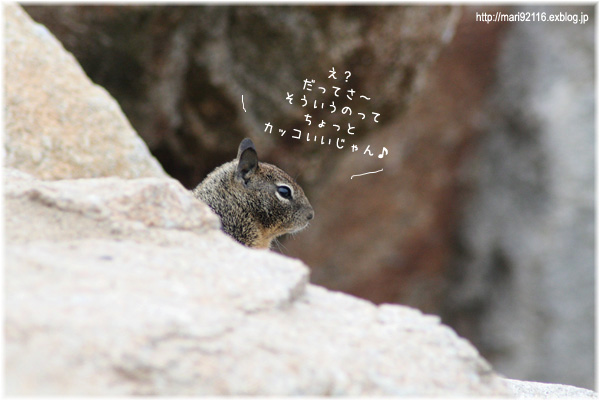 海育ちのリス A Little Something To Say From California