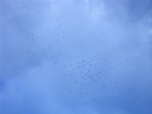 b0104861_21101361.jpg