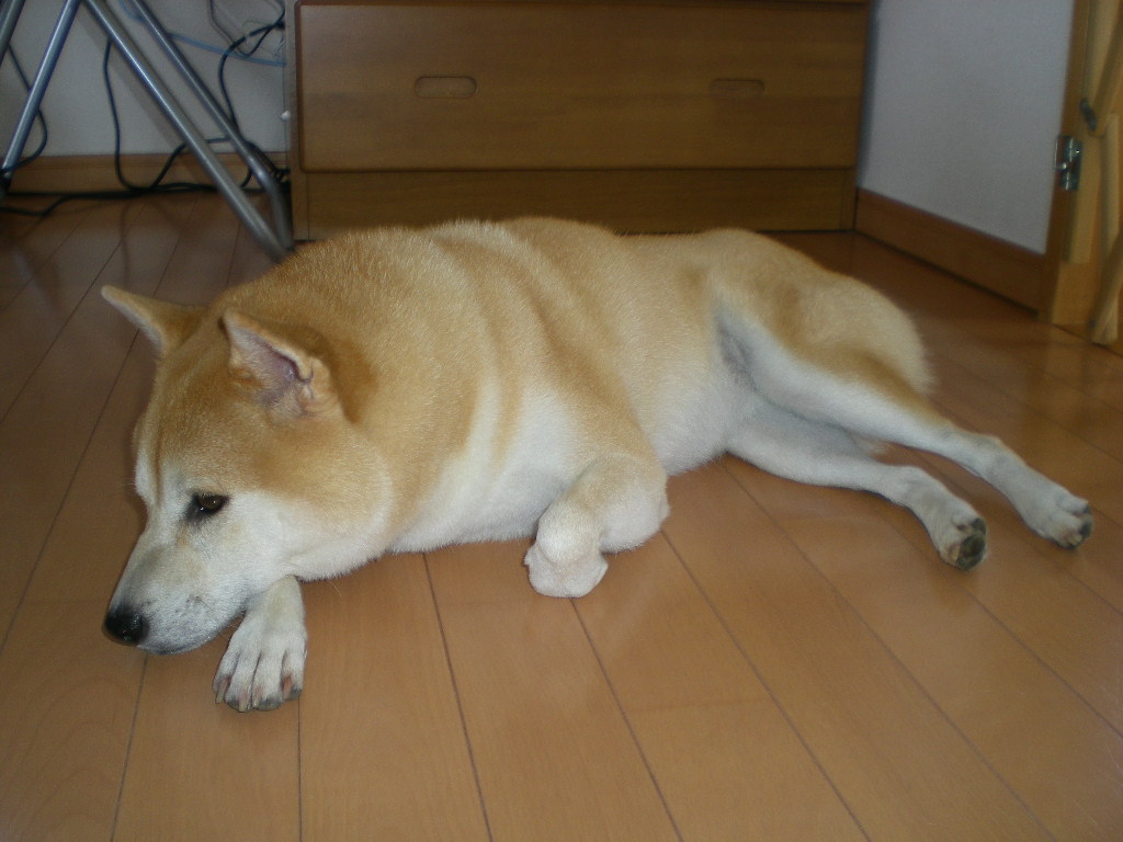 2009年9月13日(日)退屈な時には・・・_f0060461_20122017.jpg