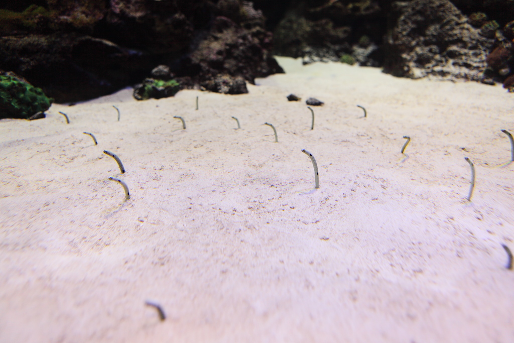 池袋・サンシャイン国際水族館_f0171065_22143647.jpg