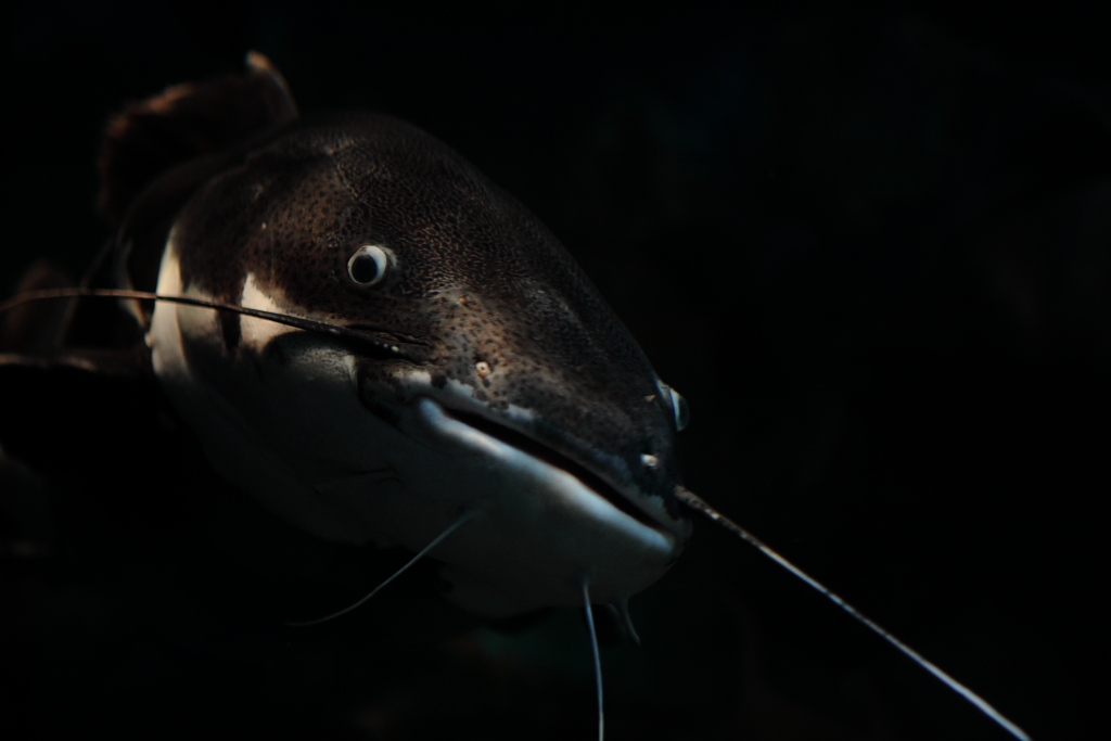 池袋・サンシャイン国際水族館_f0171065_22402672.jpg