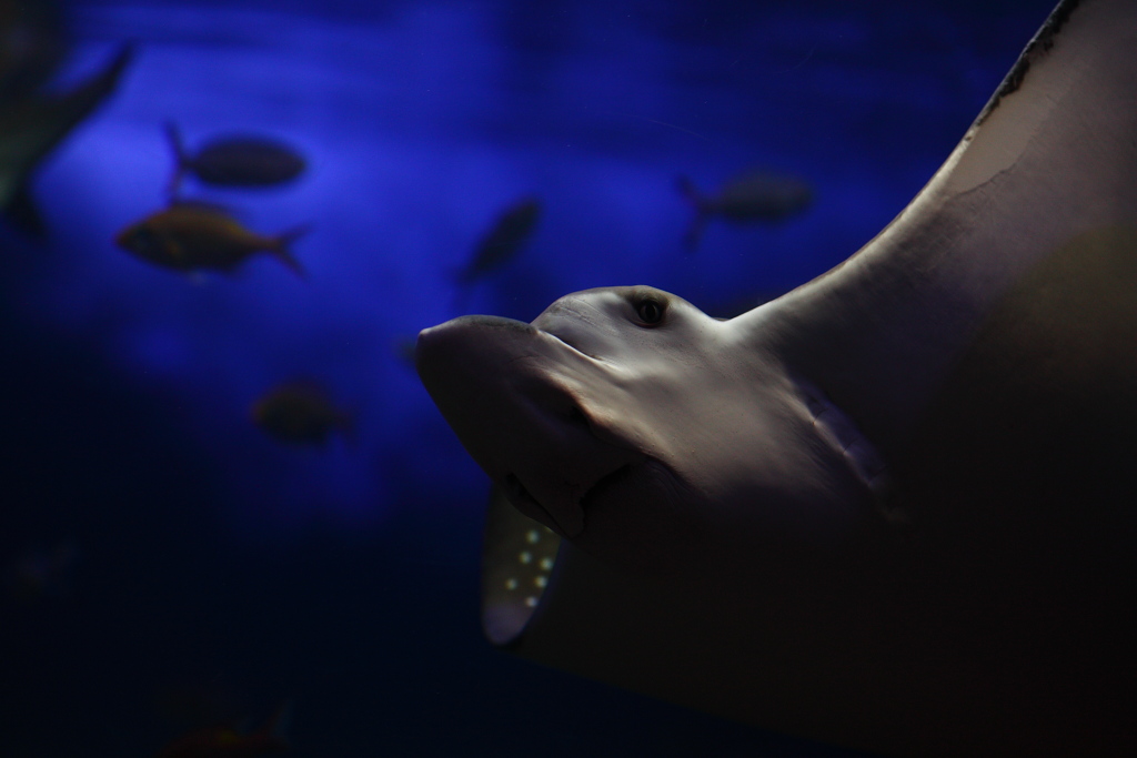 池袋・サンシャイン国際水族館_f0171065_2240419.jpg