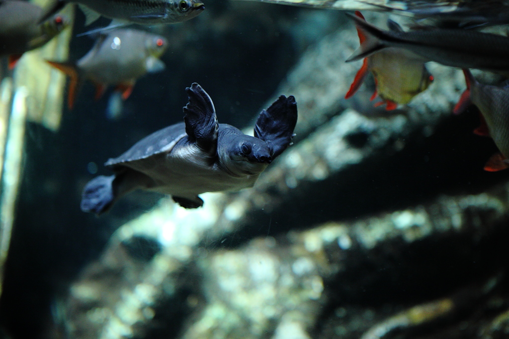 池袋・サンシャイン国際水族館_f0171065_22412434.jpg