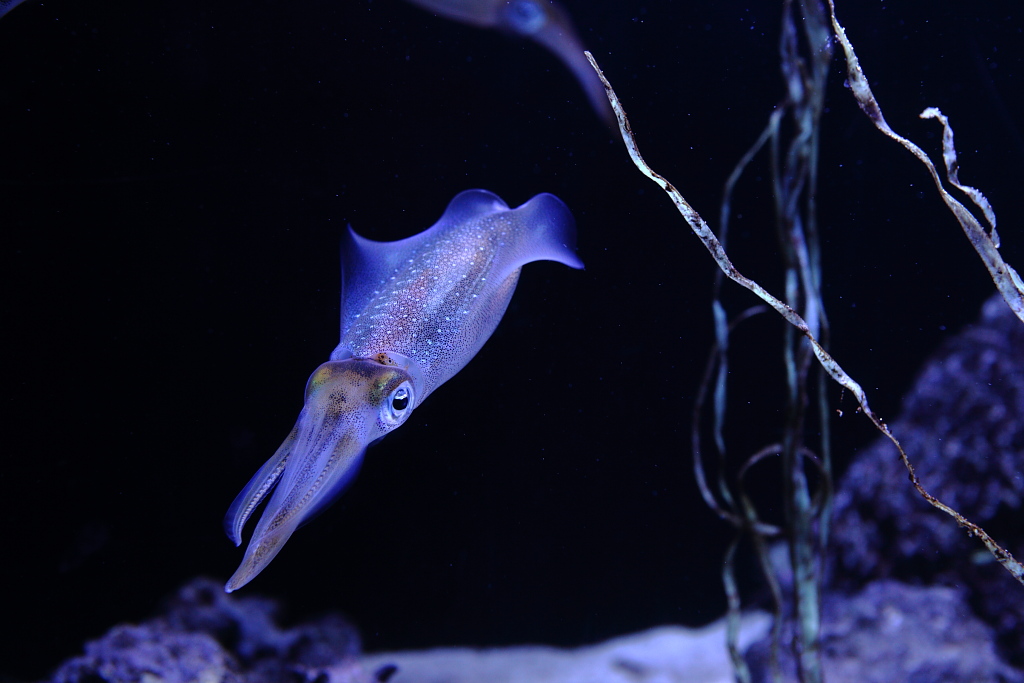 池袋・サンシャイン国際水族館_f0171065_22512594.jpg