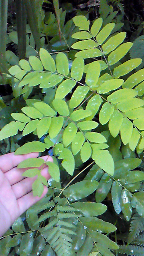 a0097967_2241251.jpg