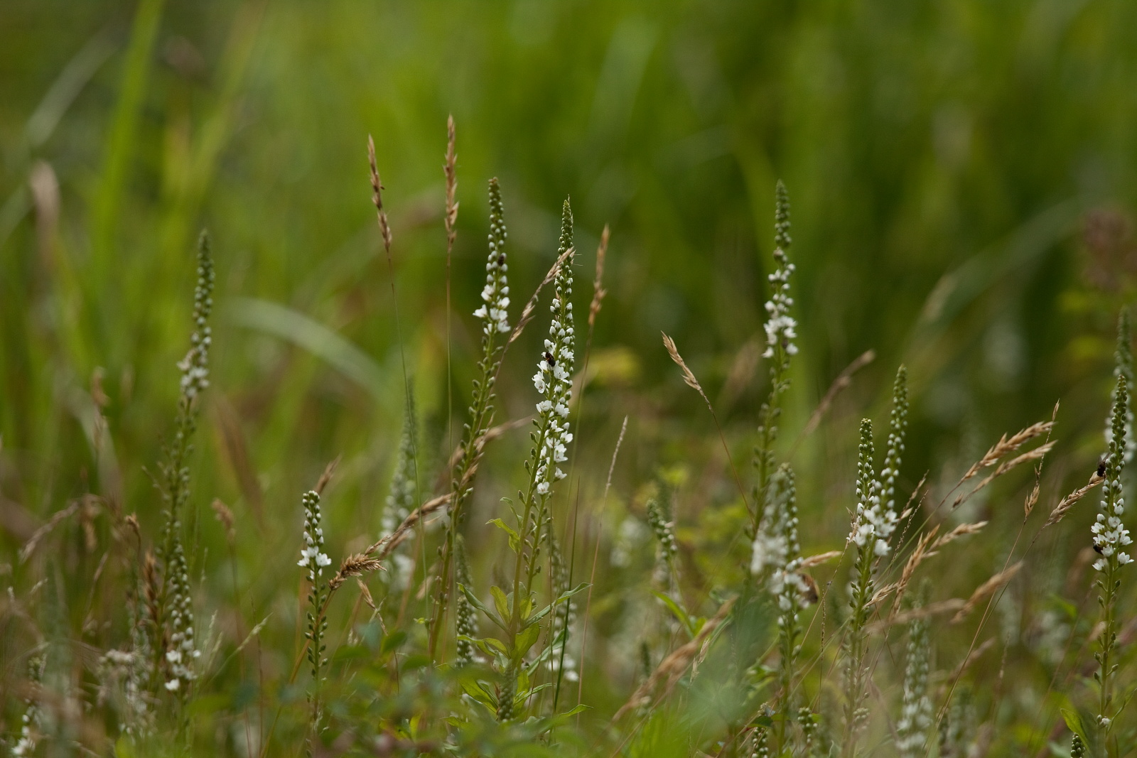 八幡湿原の花_e0015567_01422.jpg