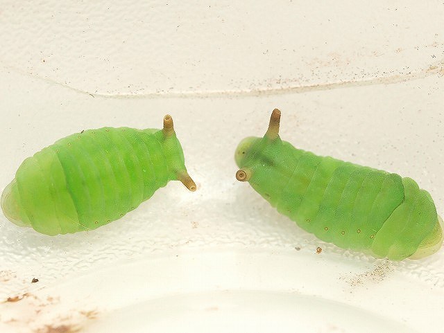 b0135573_18322416.jpg