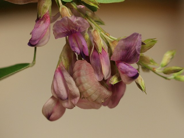 b0135573_18342333.jpg