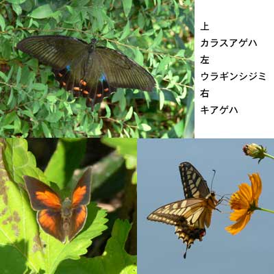 鳥よりも蝶_f0160773_13371226.jpg