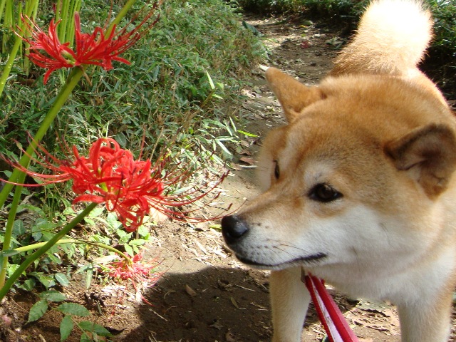 お友達がいっぱい。_a0126590_23114152.jpg