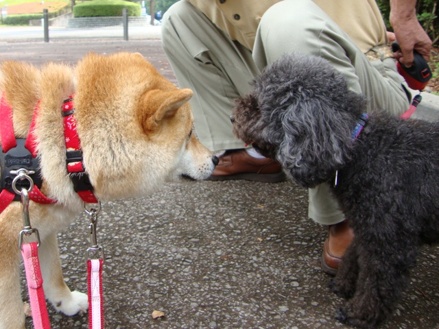 お友達がいっぱい。_a0126590_23125640.jpg