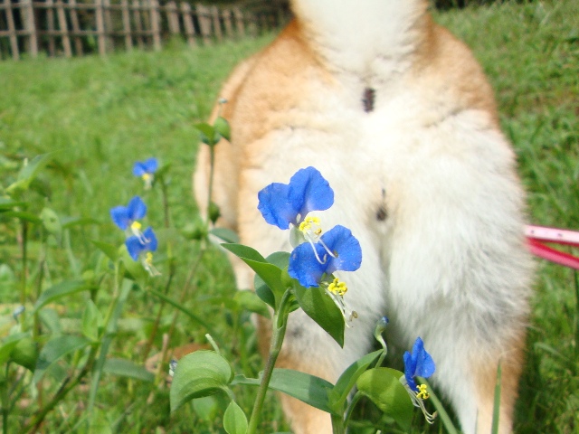 お友達がいっぱい。_a0126590_23133786.jpg