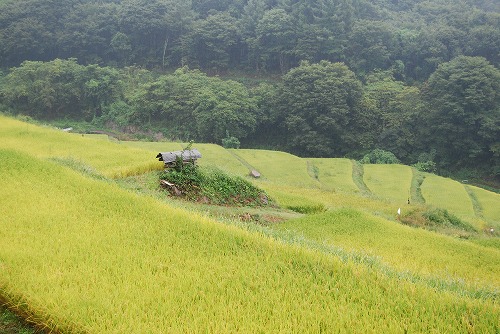 稲倉の棚田_c0124100_21321849.jpg