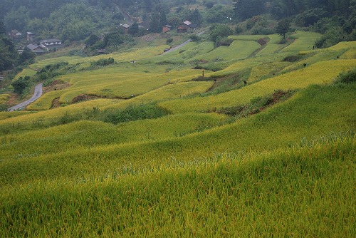 稲倉の棚田_c0124100_21324012.jpg