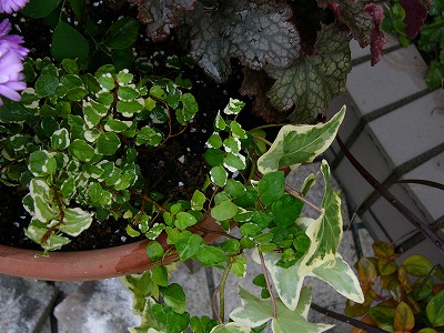 a0123003_1936057.jpg
