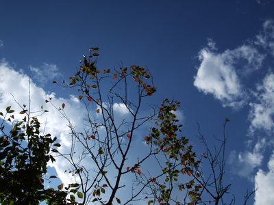 d0149103_8121569.jpg