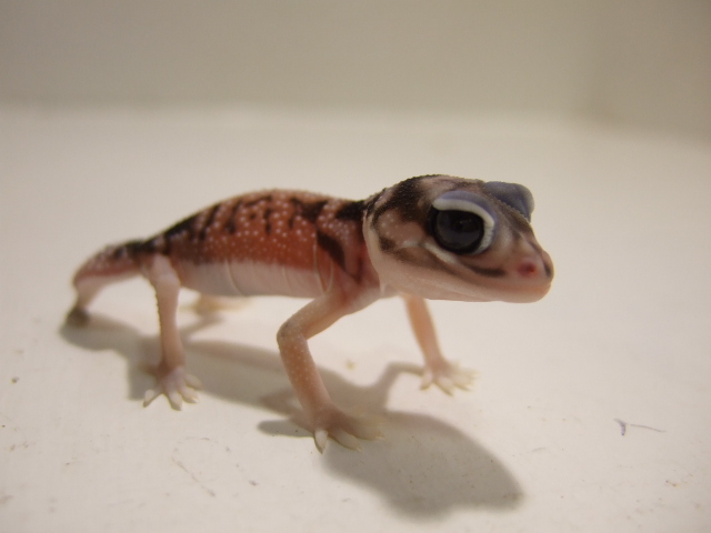 ナメハダタマオヤモリ（USAブリード個体ハイポ