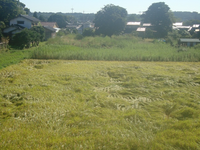 稲刈りの季節。_c0107612_845454.jpg