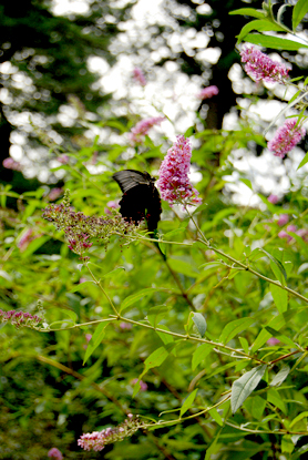 東京都庭園美術館へ行く　01_d0113613_14422326.jpg