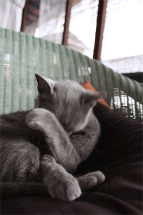e0156015_22402220.gif