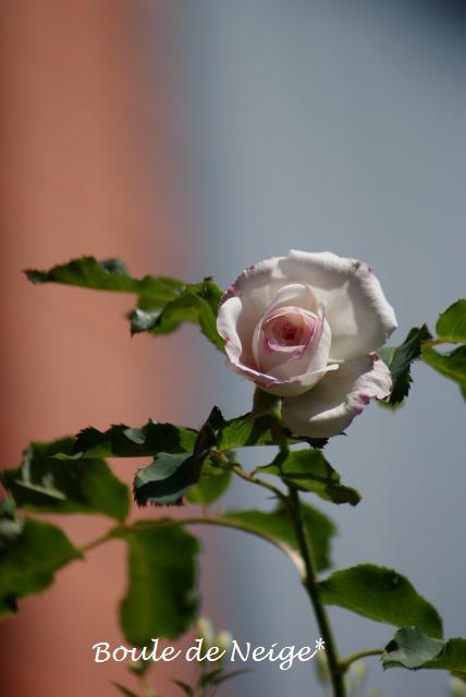 f0170524_12423294.jpg