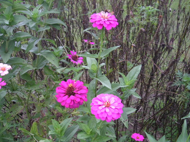 c0127933_16225426.jpg