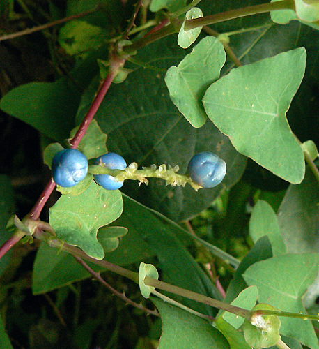 d0091754_016977.jpg