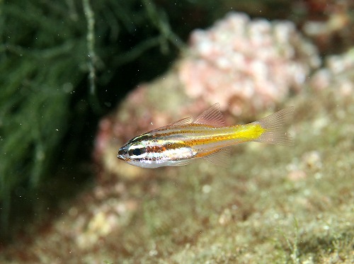 【キンセンイシモチ】 幼魚シリーズ 殺される~_a0079659_1337669.jpg