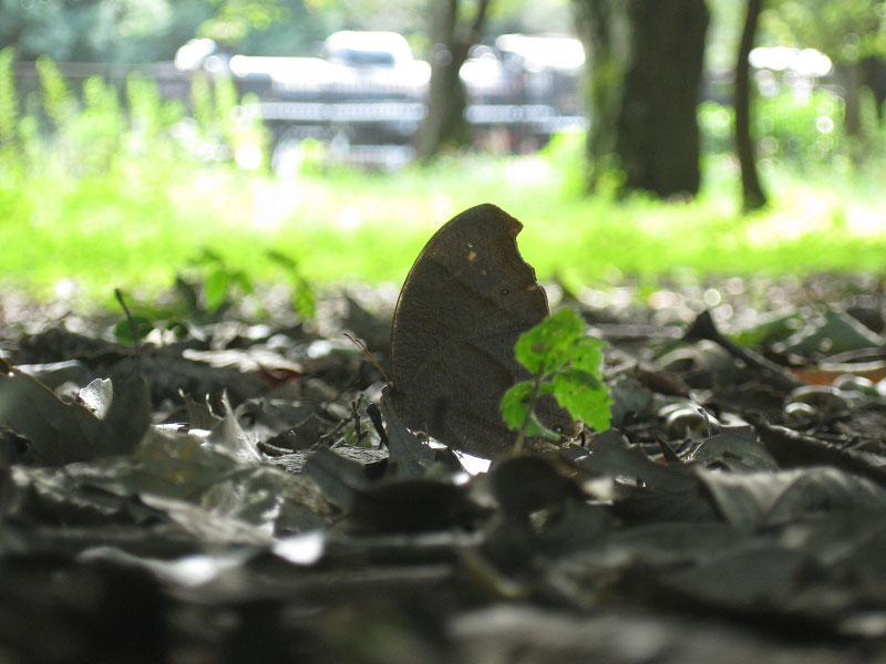 小金井公園のクロコノマチョウと、オオスズメバチ_e0064461_215547.jpg